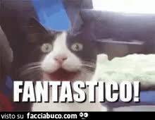 gif animata