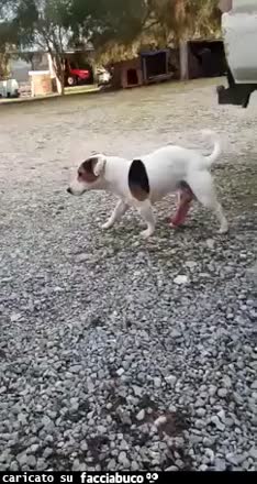 Gif Animata