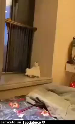 gif animata