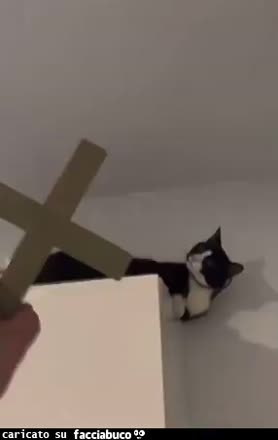 Gif Animata
