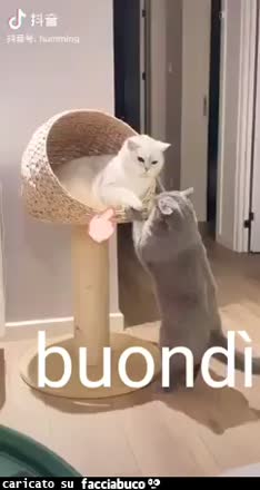 gif animata