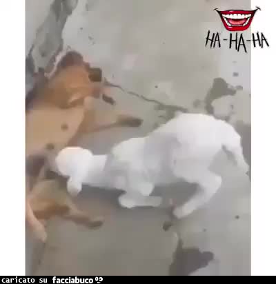 Gif Animata