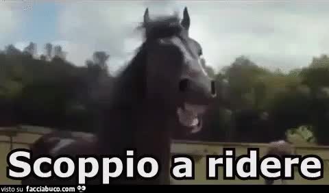 gif animata