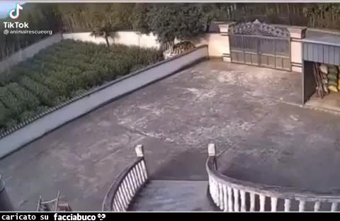 Video: il cinghiale abbatte il cancello di casa